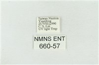 臺美波紋蛾藏品圖，第3張