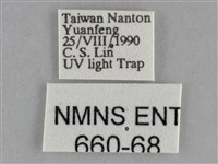 雙峰霜尺蛾藏品圖，第3張