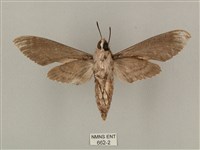 蝦殼天蛾藏品圖，第2張