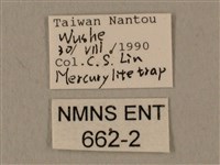 蝦殼天蛾藏品圖，第3張