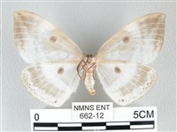 圓翅大鉤蛾藏品圖，第2張