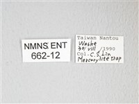 圓翅大鉤蛾藏品圖，第3張