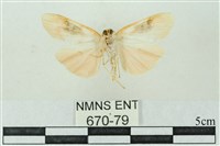 臺雪苔蛾藏品圖，第2張