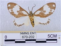 後凸蝶燈蛾藏品圖，第1張