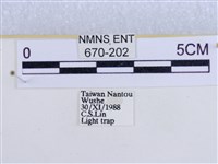 後凸蝶燈蛾藏品圖，第3張