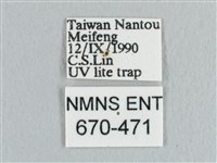 銀端帶鉤蛾藏品圖，第3張