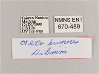 銀端帶鉤蛾藏品圖，第3張