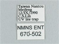 銀端帶鉤蛾藏品圖，第3張