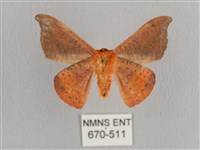 銀端帶鉤蛾藏品圖，第2張