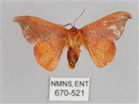 銀端帶鉤蛾藏品圖，第2張