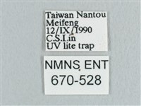 銀端帶鉤蛾藏品圖，第3張