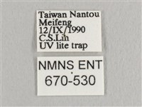 銀端帶鉤蛾藏品圖，第3張