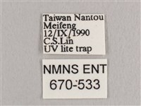 銀端帶鉤蛾藏品圖，第3張