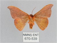 銀端帶鉤蛾藏品圖，第2張