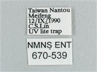 銀端帶鉤蛾藏品圖，第3張