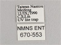 銀端帶鉤蛾藏品圖，第3張
