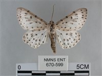 大胡麻斑星尺蛾藏品圖，第1張