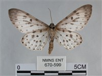 大胡麻斑星尺蛾藏品圖，第2張