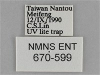 大胡麻斑星尺蛾藏品圖，第3張