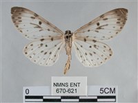 大胡麻斑星尺蛾藏品圖，第2張