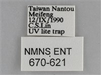 大胡麻斑星尺蛾藏品圖，第3張