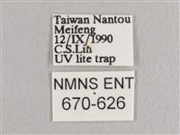 銀端帶鉤蛾藏品圖，第3張