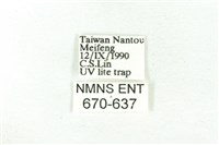 樹形尺蛾藏品圖，第3張