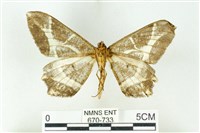 樹形尺蛾藏品圖，第2張