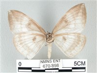 圓翅大鉤蛾藏品圖，第2張