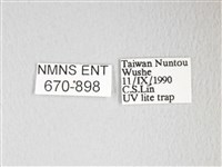 圓翅大鉤蛾藏品圖，第3張