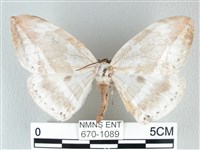 圓翅大鉤蛾藏品圖，第1張