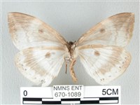 圓翅大鉤蛾藏品圖，第2張