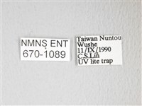 圓翅大鉤蛾藏品圖，第3張