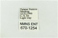 大斑波紋蛾藏品圖，第3張
