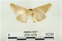 印華波紋蛾藏品圖，第2張