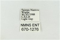 印華波紋蛾藏品圖，第3張