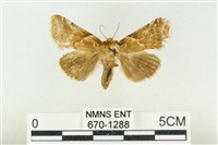 寬帶波紋蛾藏品圖，第1張