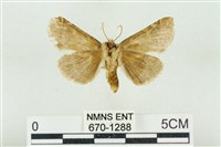 寬帶波紋蛾藏品圖，第2張