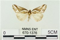 素木氏美波紋蛾藏品圖，第1張