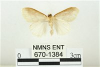 寬紋黃毒蛾藏品圖，第2張