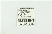 寬紋黃毒蛾藏品圖，第3張