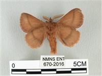 褐斜帶枯葉蛾藏品圖，第2張