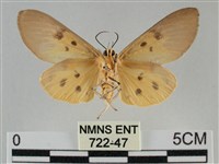 一點擬燈蛾藏品圖，第2張