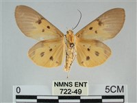 一點擬燈蛾藏品圖，第2張