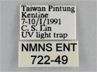 一點擬燈蛾藏品圖，第3張