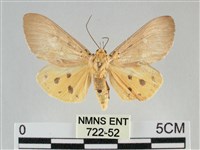 一點擬燈蛾藏品圖，第1張