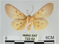 一點擬燈蛾藏品圖，第2張