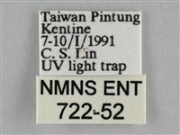 一點擬燈蛾藏品圖，第3張