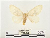 榕透翅毒蛾藏品圖，第1張