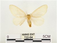 榕透翅毒蛾藏品圖，第2張